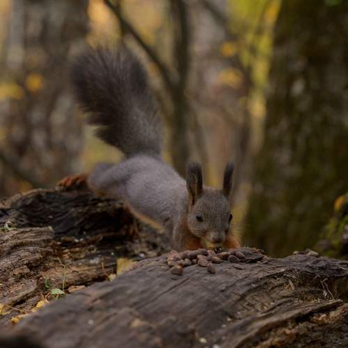 Photo #13531659
