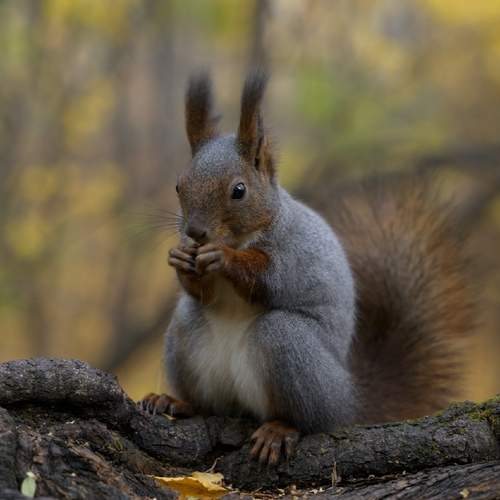 Photo #13531661