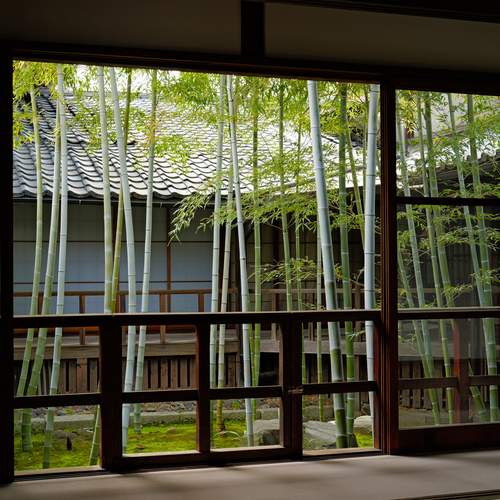 Stillness Beyond the Window