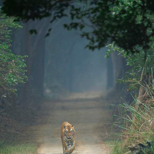 Ronak Joshi