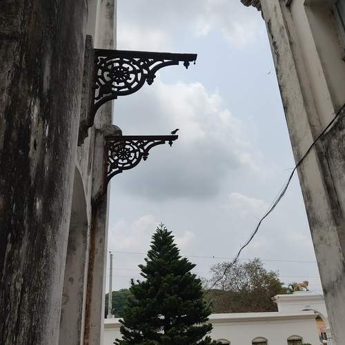 Bird and tree