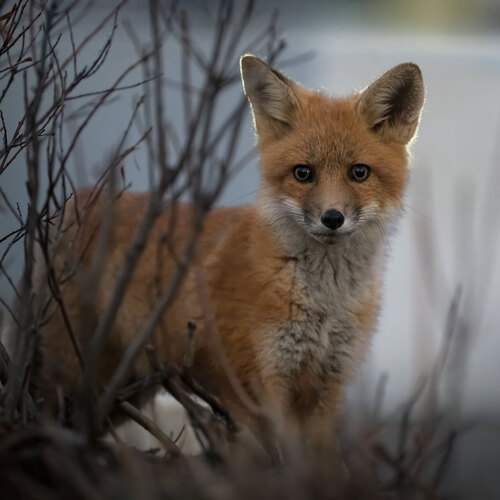 Photo #13532230