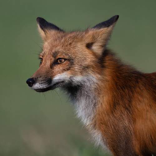 Photo #13532232