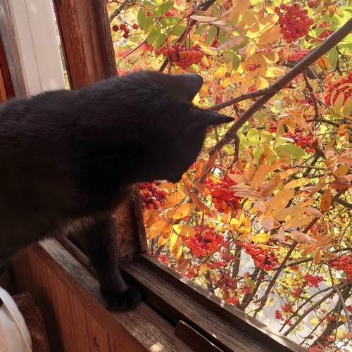 Photo #13532440