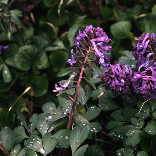 Photo #13532457