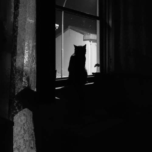 Photo #13532518