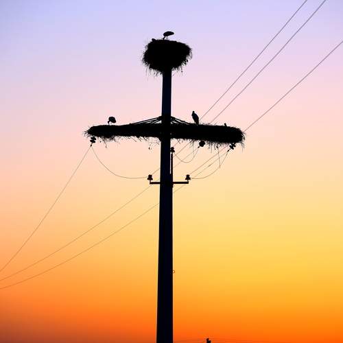 Photo #13533025