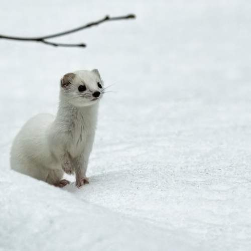 Photo #13533171