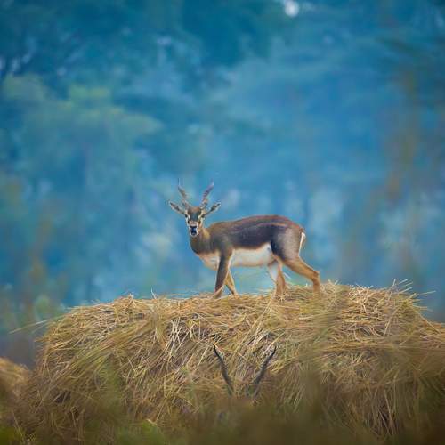 Photo #13533376