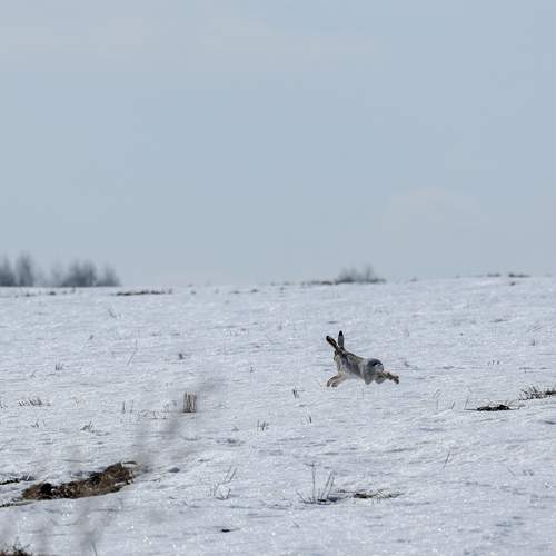 Photo #13533467