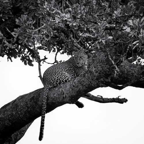 Photo #13533708