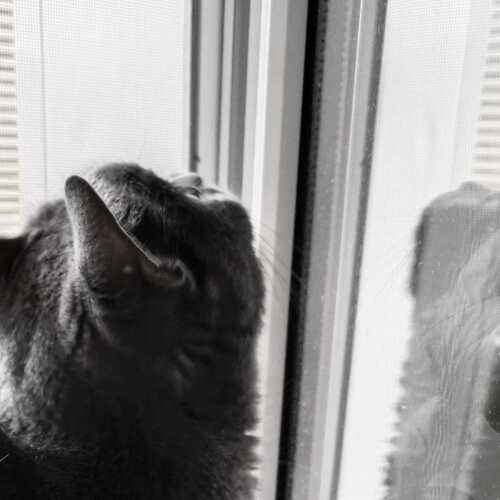 Photo #13533856