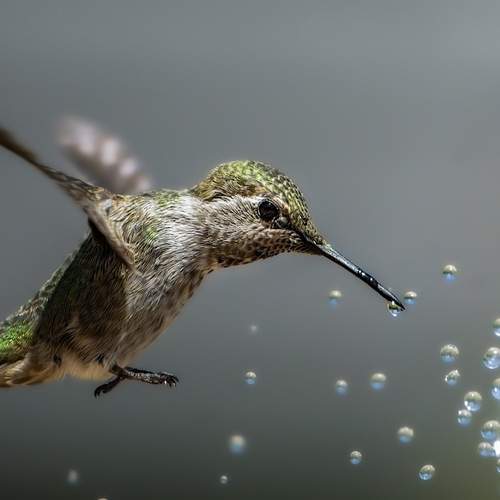 Photo #13533945