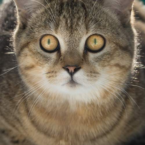 Photo #13534238