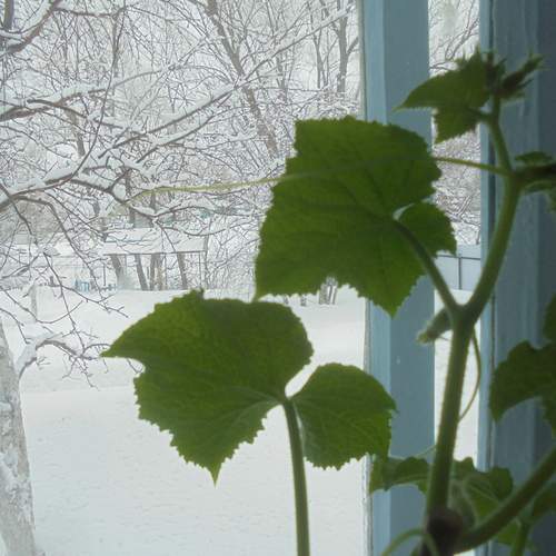 Photo #13534275