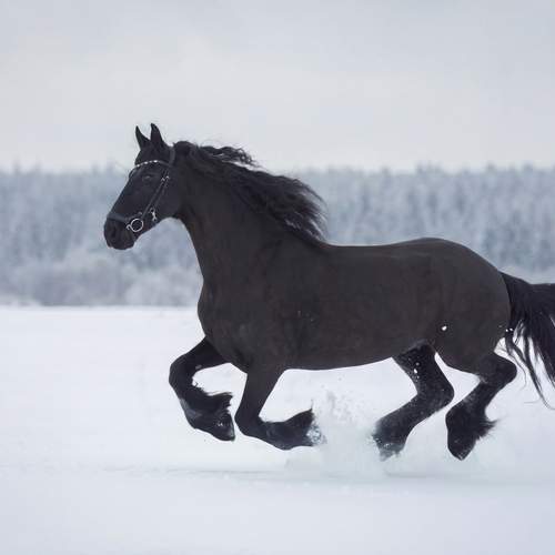 Photo #13534552