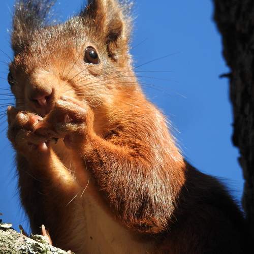 Squirrel