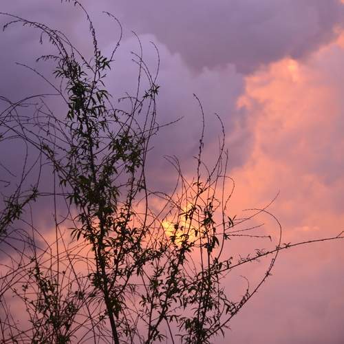 Photo #13534711