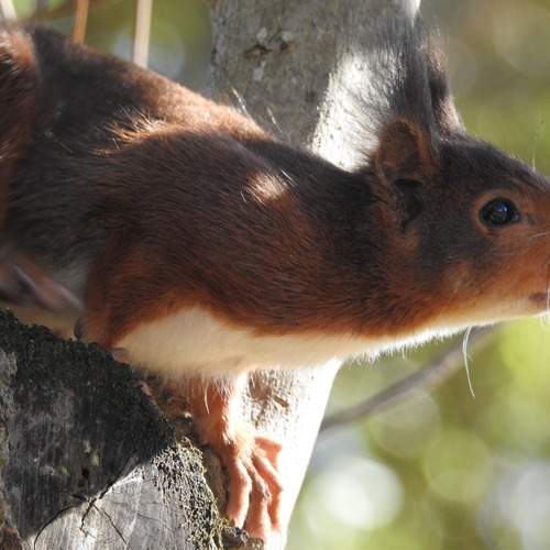 Squirrel