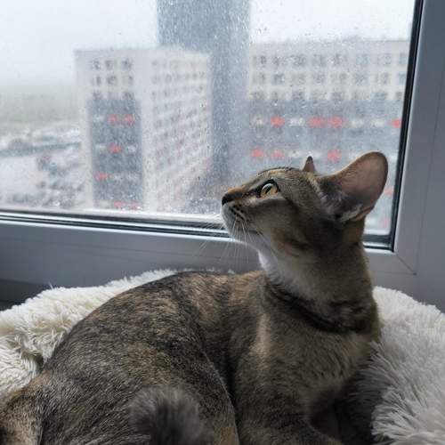 Photo #13535350