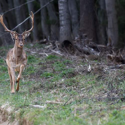 Photo #13535585