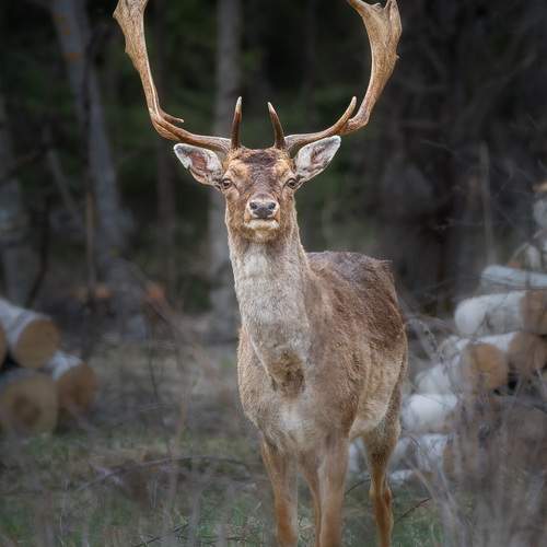 Photo #13535586