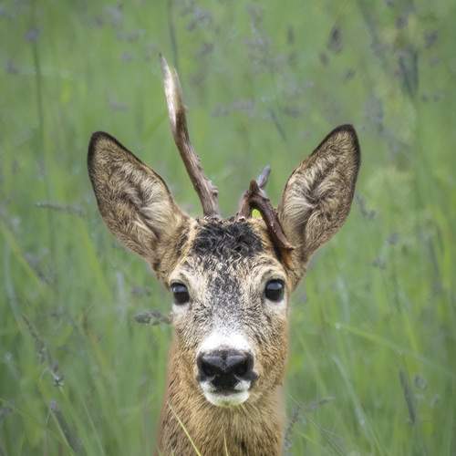 Photo #13535971