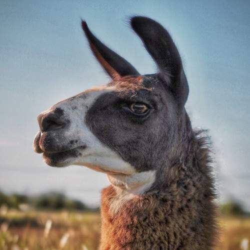 Photo #13535981