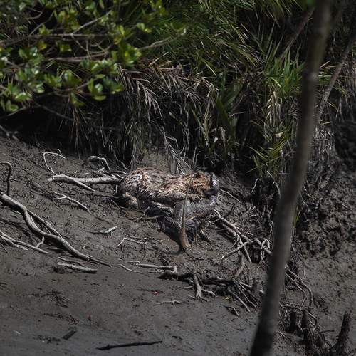 Wild Secrets of Sundarbans