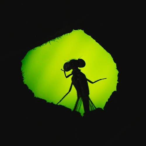 Thinking shadow