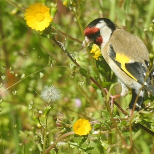Goldfinch