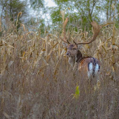 Photo #13537485