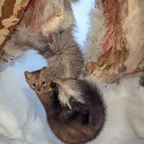 Photo #13539657