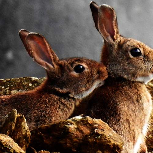 Little rabbit