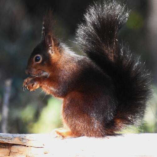 Squirrel