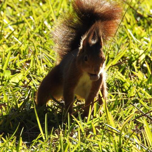 Squirrel