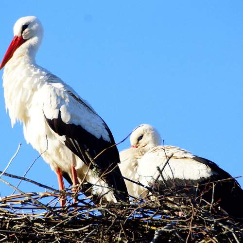 Photo #13540350
