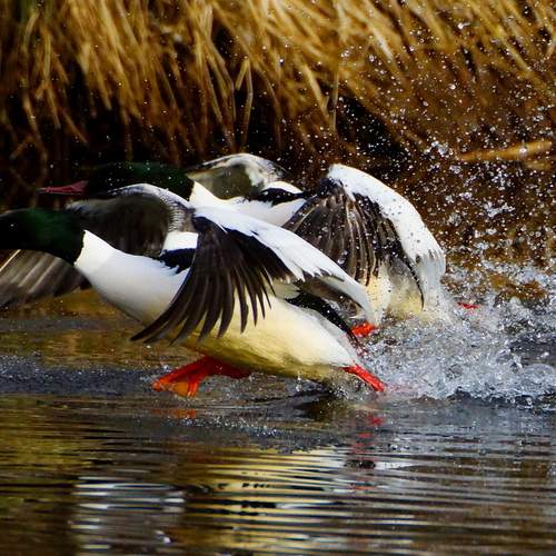 Photo #13540351