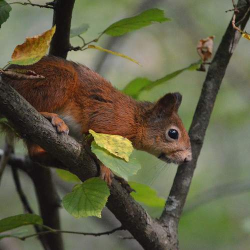 Photo #13540412