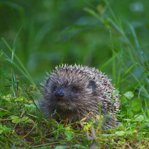 Photo #13540415