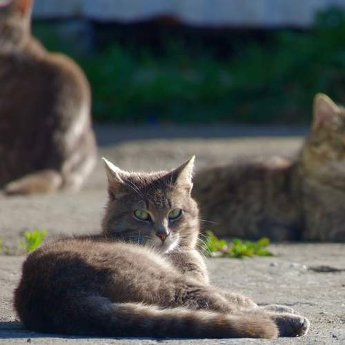 Photo #13540488