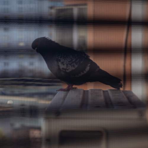 Photo #13541400