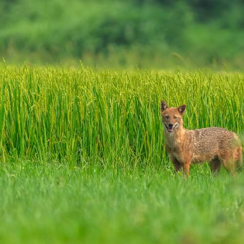 Silent Sentinel of the Green Expanse