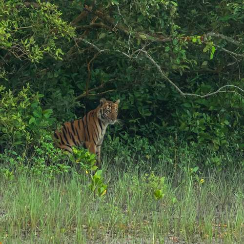 Striped Majesty in Emerald Silence
