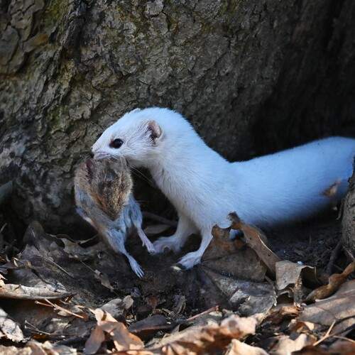 Photo #13542450