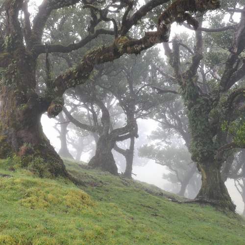 Fanal Forest Madeira