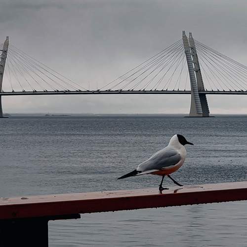 Photo #13543383