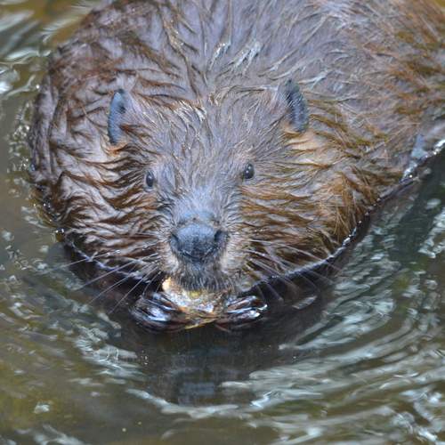 Photo #13544018
