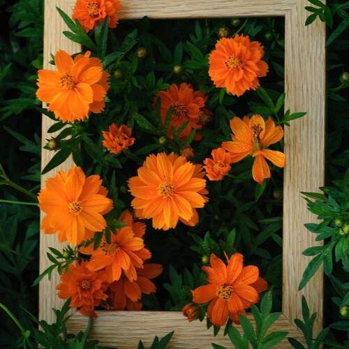 Framed Nature
