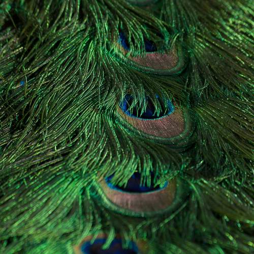 Photo #13544483